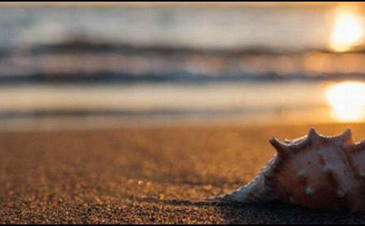 concha_560x280