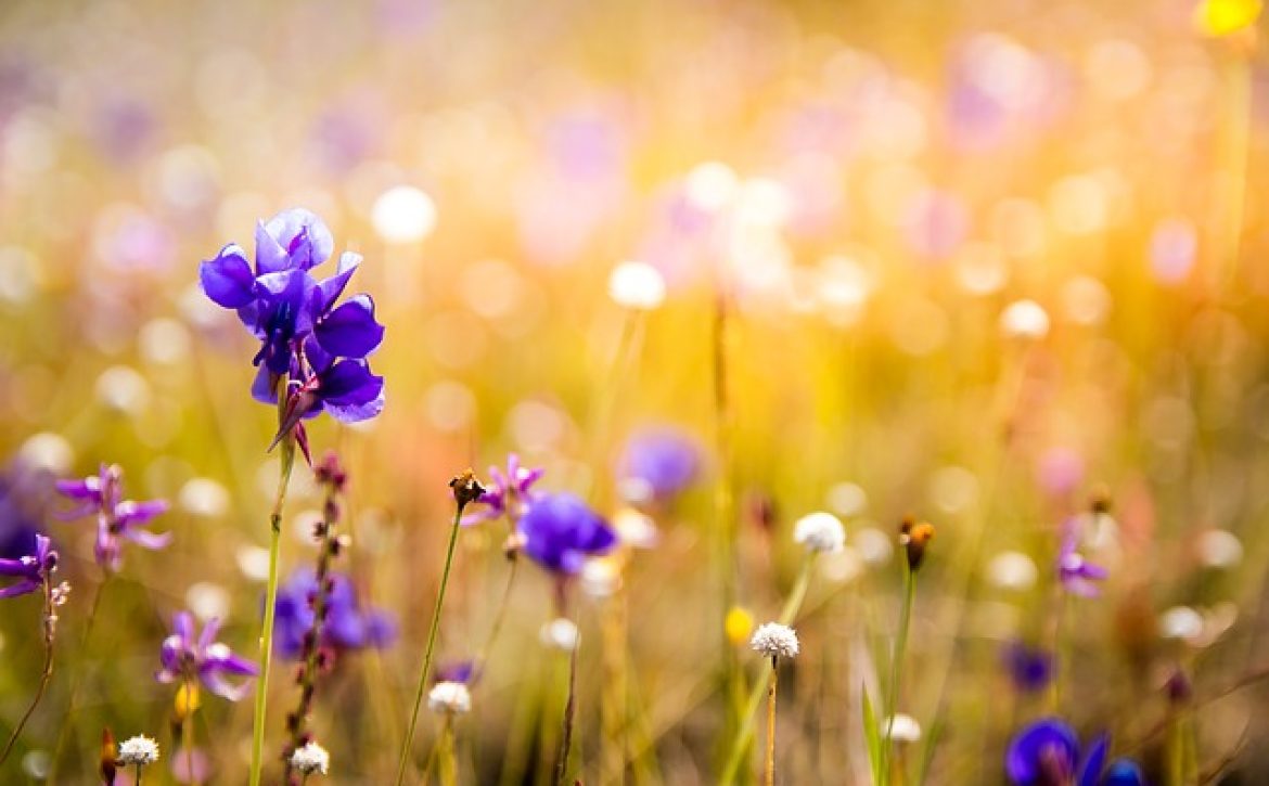 flowers-3182324_640